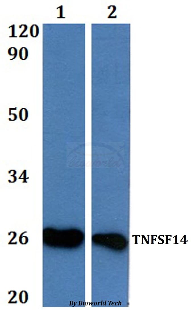 Polyclonal Rabbit anti-Human TNFSF14 / LIGHT Antibody (WB)
