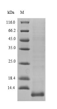 Human LCE3A Protein (Recombinant 10His, N-terminus)