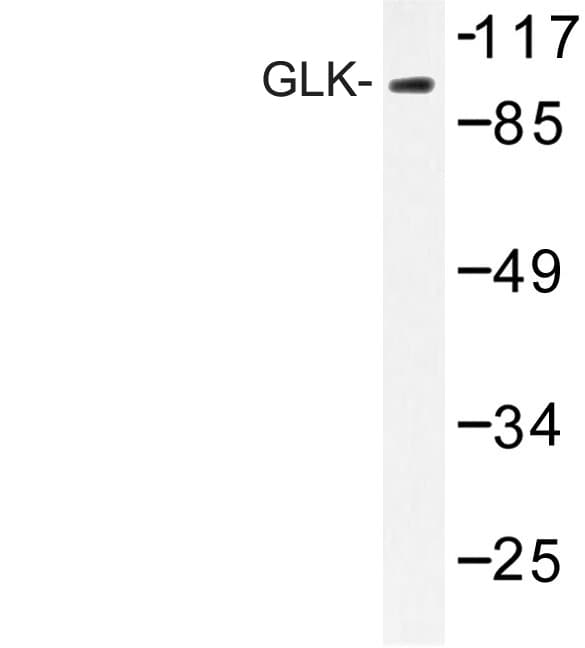 MAP4K3 / GLK Antibody (Gly4)