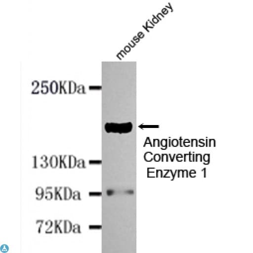ACE / CD143 Antibody