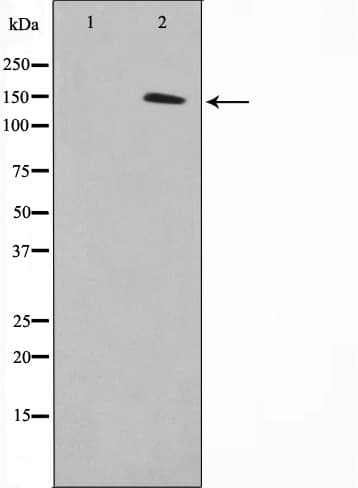 Polyclonal Rabbit anti-Human MN1 Antibody (IF, WB)