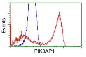 BCAP / PIK3AP1 Antibody (clone OTI6H6)