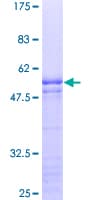 Human MAZ Protein (Recombinant GST)