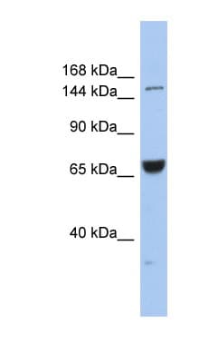 Kinesin-Like 7 / KIF15 Antibody (aa1079-1128)