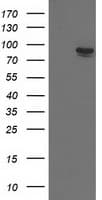 KIAA0517 / TRIM2 Antibody (clone OTI2B2)