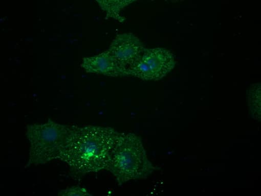 GPR49 / LGR5 Antibody (aa250-550, clone OTI2A2)