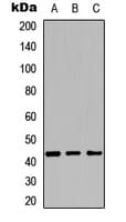 Polyclonal Rabbit anti-Human CYP27C1 Antibody (Internal, WB)