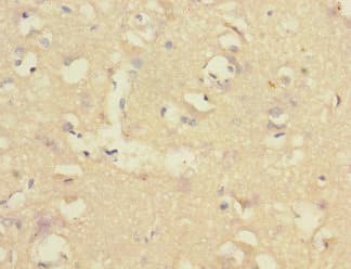 CNTNAP1 / CASPR / p190 Antibody