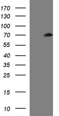 SCP2 / SCPX Antibody (clone OTI3H1)