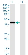SNAP45 / SNAPC2 Antibody (clone 4B8)