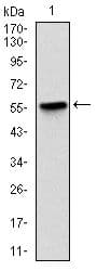 BPIFB1 Antibody (clone 2A5)
