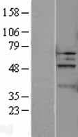 Human CASP5 / Caspase 5 Protein (Over-Expression Lysate Myc-DDK (Flag))
