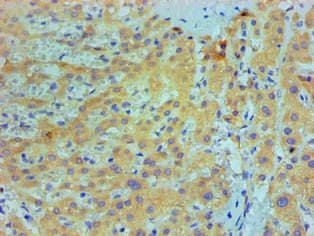 IL1F10 Antibody (clone 2A2B3)