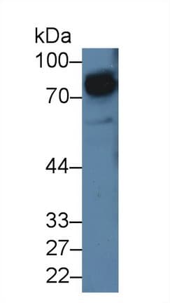 SIRPA / CD172a Antibody (aa116-308)