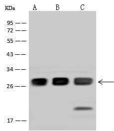 SNAP23 / SNAP-23 Antibody