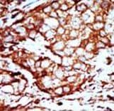 YWHAB / 14-3-3 Beta Antibody (aa217-246)