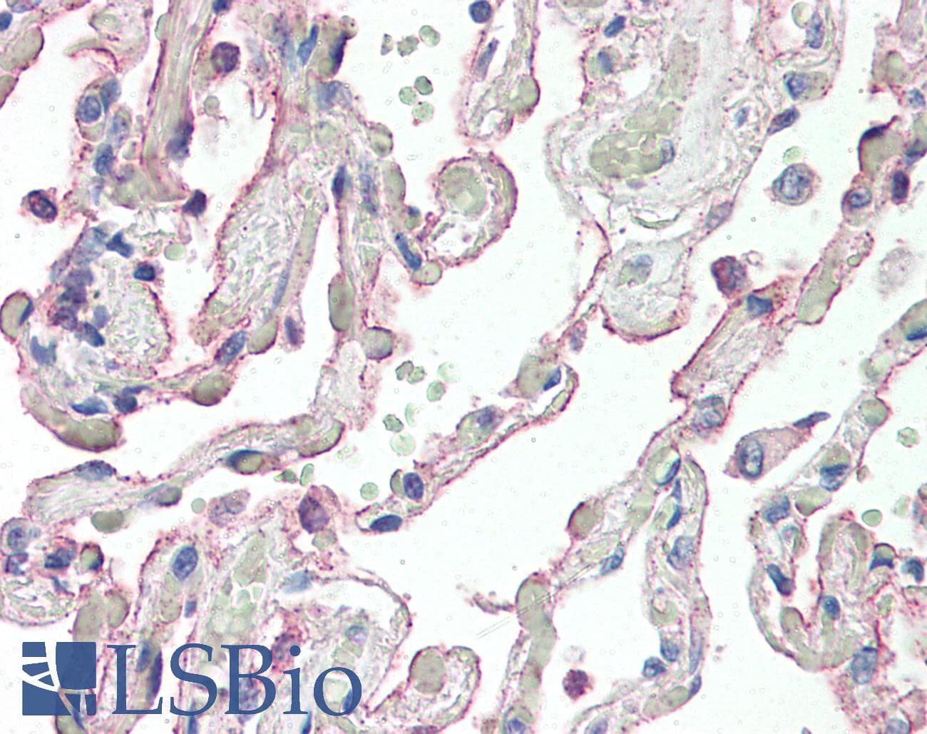 SCTR / SR / Secretin Receptor Antibody (N-Terminus)