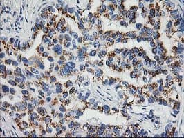 NUDEL / NDEL1 Antibody (clone OTI4E5, Carrier-free)