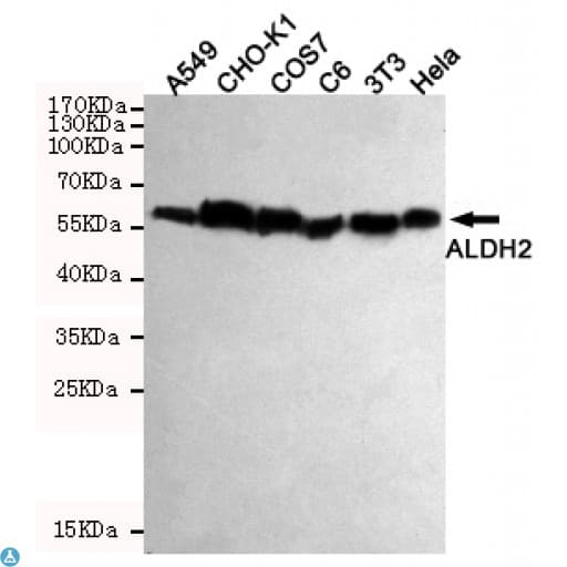 ALDH2 Antibody