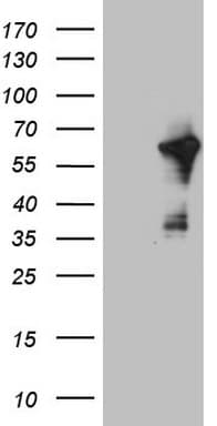 CEP55 Antibody (aa1-280, clone OTI6H3)