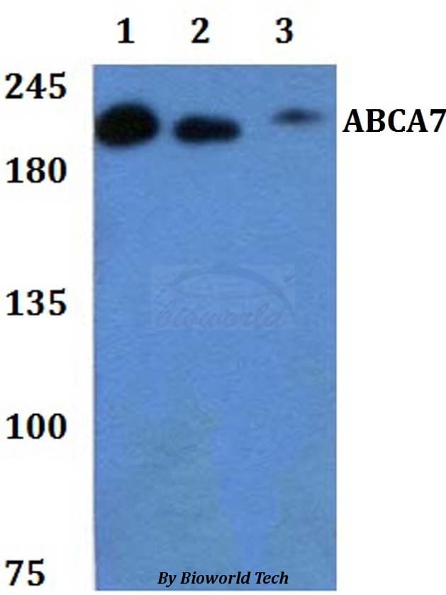 Polyclonal Rabbit anti-Human ABCA7 Antibody (aa2070-2120, WB)