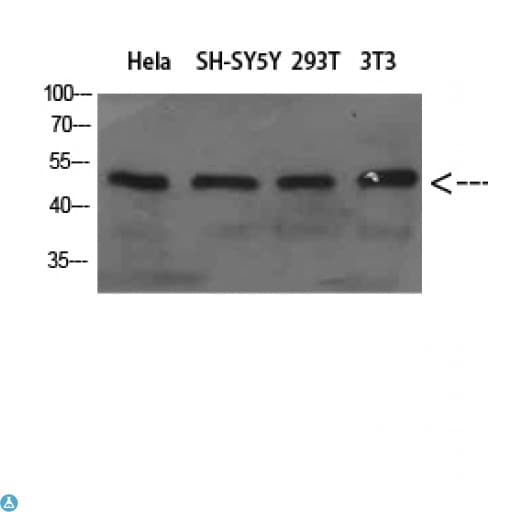 Polyclonal Rabbit anti-Human ATG18 / WIPI1 Antibody (WB)
