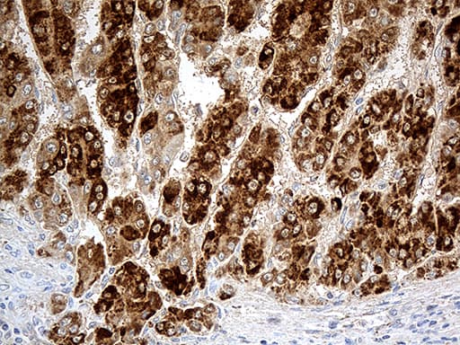 Monoclonal Mouse anti-Human CHCHD10 Antibody (clone OTI2B6, aa17-142, IHC, WB)