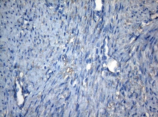CDC6 Antibody (clone OTI1D5)