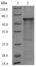 Human TC21 / RRAS2 Protein (Recombinant GST, N-terminus)