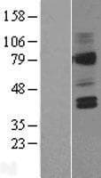 Human AVPR2 / V2R Protein (Over-Expression Lysate Myc-DDK (Flag))