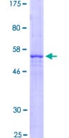 Human SLC25A4 / ANT Protein (Recombinant GST)
