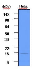 Monoclonal Mouse anti-Human ISG15 Antibody (clone 3E5, aa1-157, WB)