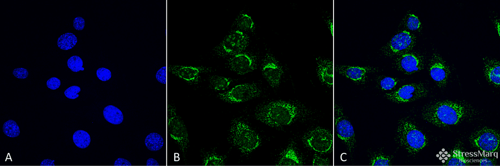 ATG4D Antibody (FITC)