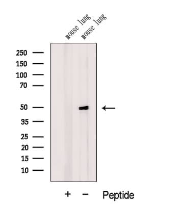 DMKN Antibody