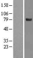 SPATA20 Protein (Over-Expression Lysate Myc-DDK (Flag))
