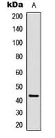 CREB1 / CREB Antibody (Internal)