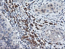 RGS16 Antibody (clone OTI3F3)