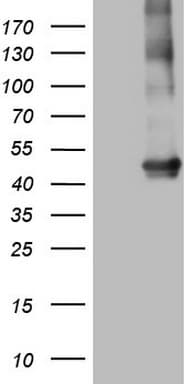 MTOR Antibody (aa1766-2144, clone OTI5B3)