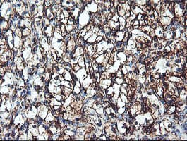 CYP2B6 Antibody (clone OTI3D5)