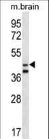 ORC5 Antibody (aa227-256)