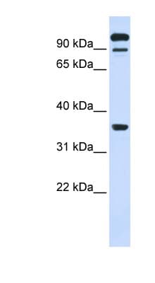 PTPRE / PTP Epsilon Antibody (aa468-517)