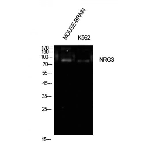 NRG3 Antibody (311-360 aa, Internal)