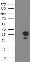Monoclonal Mouse anti-Human PLEKHA3 Antibody (clone OTI2D1, IF, WB)
