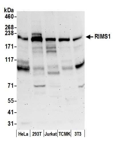 RIMS1 / RIM Antibody (aa975-1025)