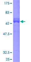 Human GPN1 / XAB1 Protein (Recombinant GST)