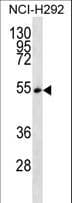 SRSF11 / SFRS11 Antibody (aa366-395)