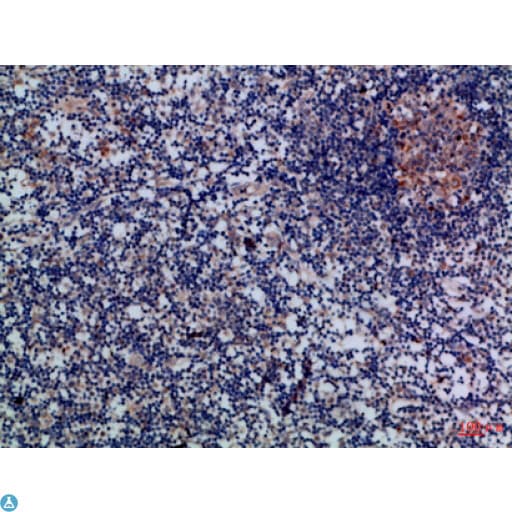 Polyclonal Rabbit anti-Human GZMM / Granzyme M Antibody (WB)