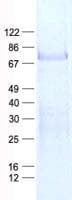 Human ZNF264 Protein (Recombinant His, N-Terminal)