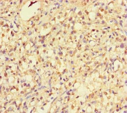 RHEB Antibody