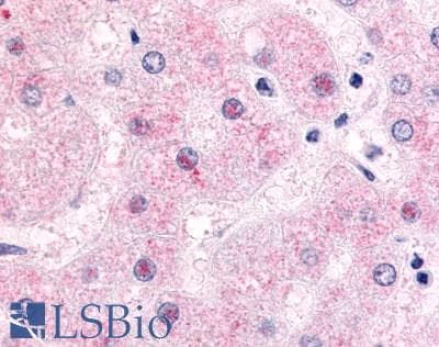 PathPlus™ Polyclonal Rabbit anti-Human NR0B2 Antibody (Ligand-binding Domain, IHC, IF)